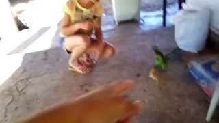 The chick fought with the parrot and look what he gave! - (meldson barros) - YouTube