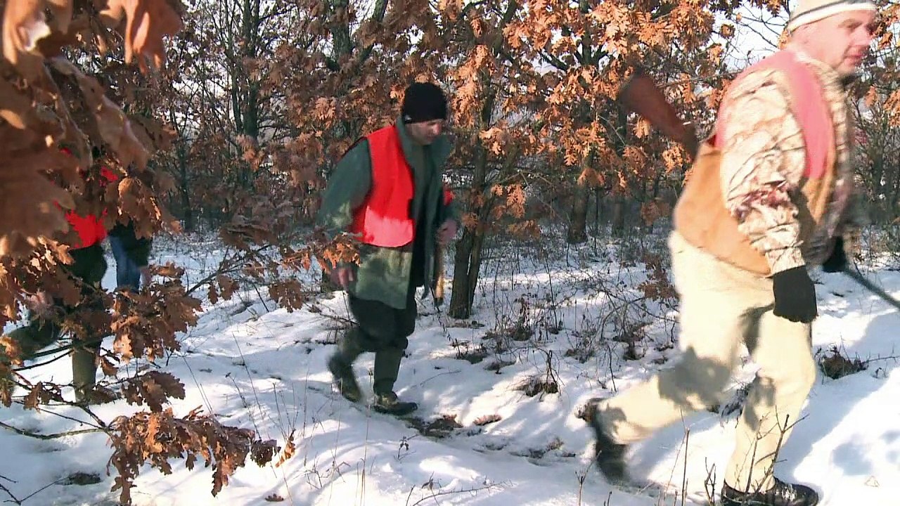 Wolfsjagd in den Wäldern Serbiens