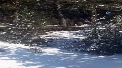 Ardahan'da domuz sürüsü görüntülendi