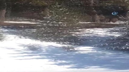 Ardahan'da Domuz Sürüsü Görüntülendi