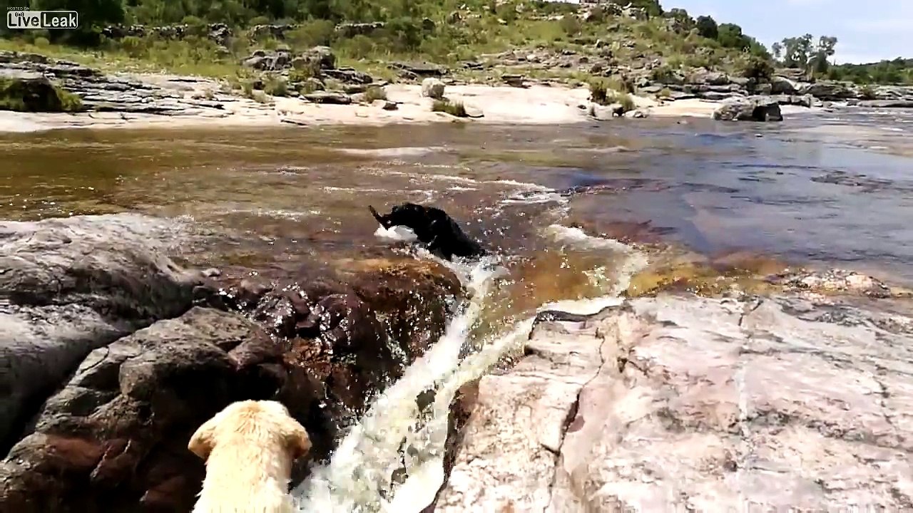 Dog saves another dog from drowning