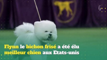 Voici le toutou qui a été désigné "plus beau chien de 2018"
