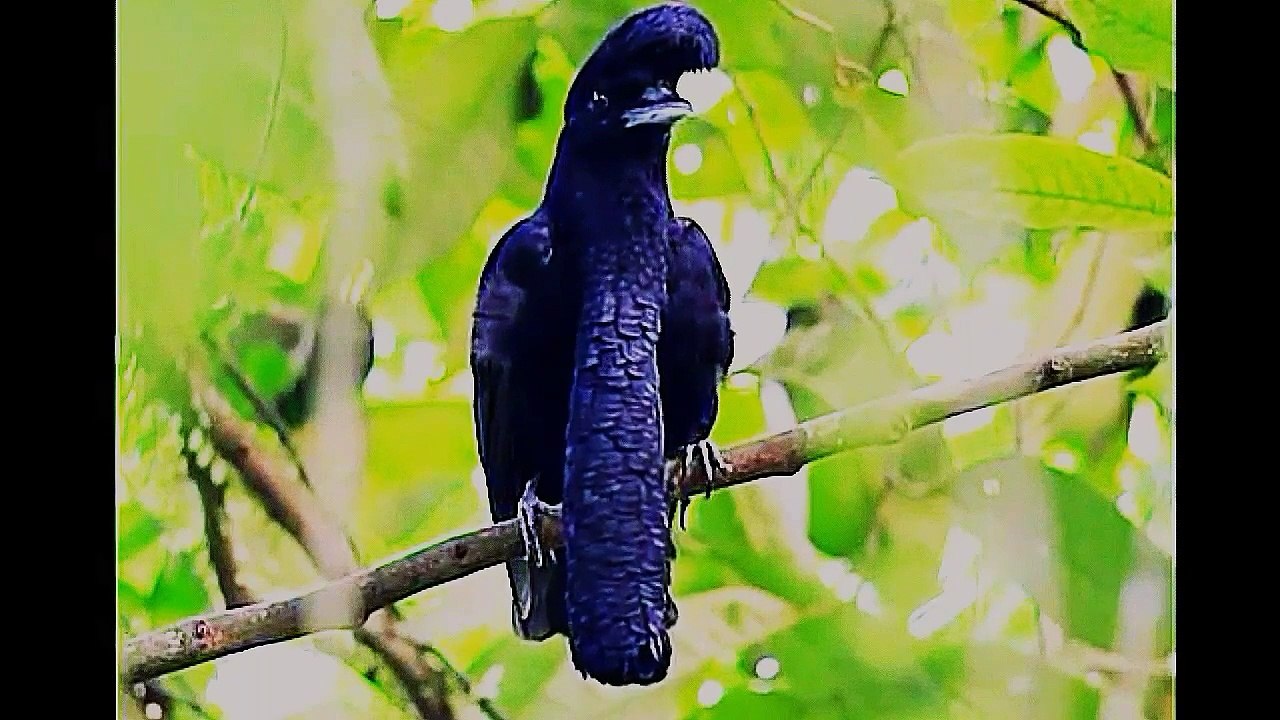Amazing_bird_(Surkhab_bird)