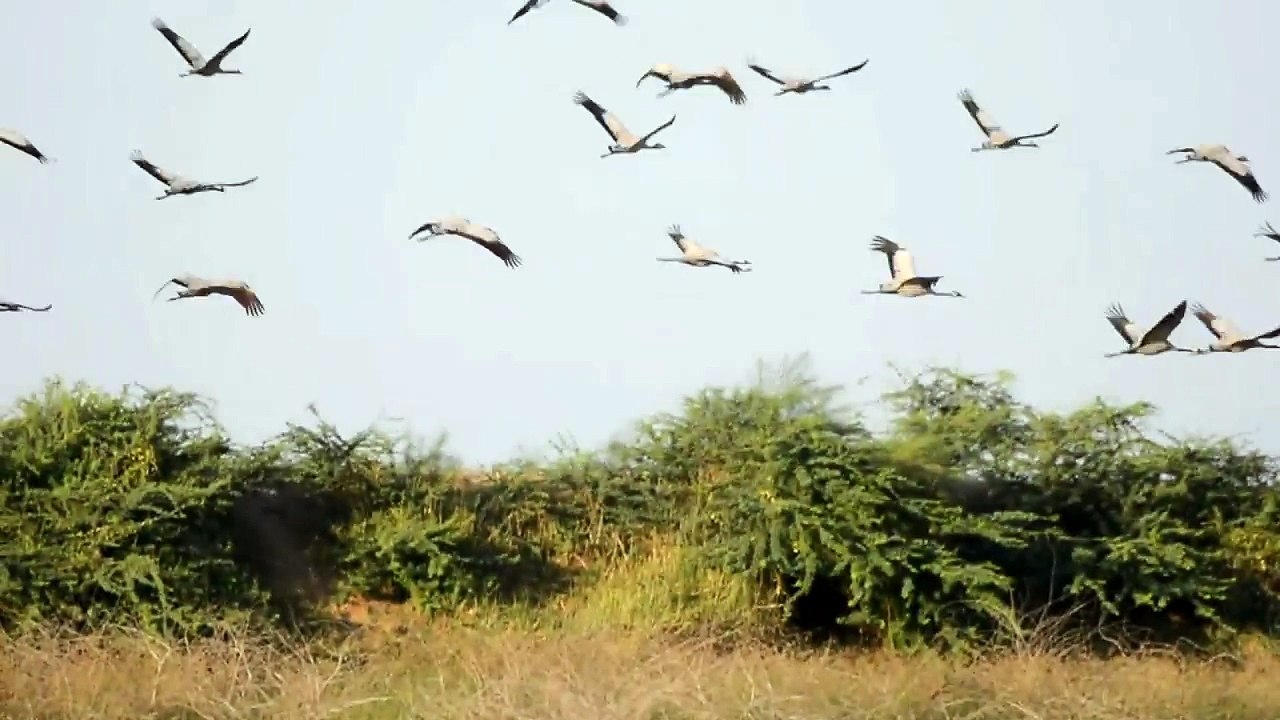 Beautiful_Wildlife_Video-Amazing_Bird_Sound-User_FREE_Videos