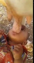 Bacha Dudh Pita hua sidha Cow ka | Baby sucks Cow nipples