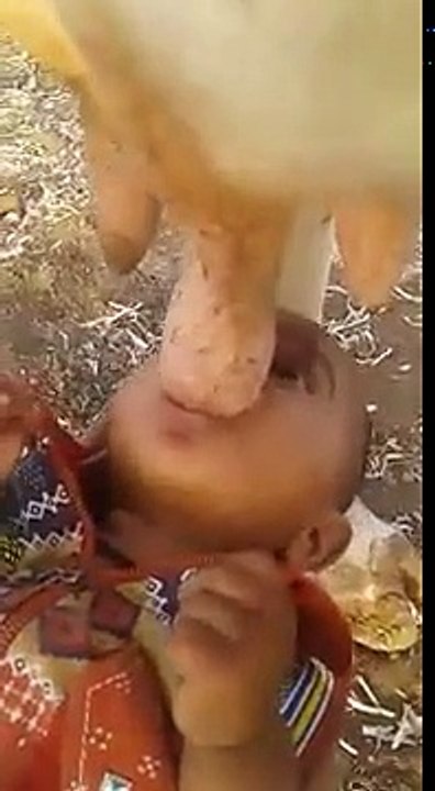 Bacha Dudh Pita hua sidha Cow ka | Baby sucks Cow nipples