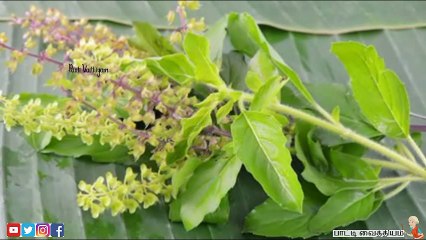 Parukal Neenga Paati Vaithiyam|Pimple And Acne Home Remedies|Mugaparu|