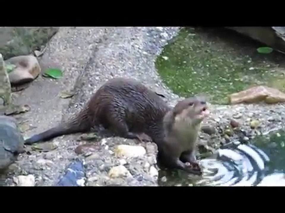 Asiatic_small_clawed_otters_are_very_vocal_in_Wuppertal_Zoo