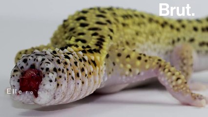 L'étonnante capacité de régénération des lézards
