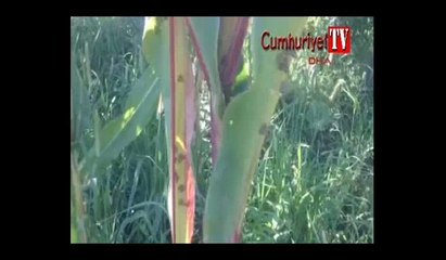 Bu böcek Doğu Karadeniz'i esir aldı