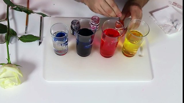 Renk Değiştiren Gül | Gül Nasıl Renk Değiştirir | Pratik Bilgiler JR