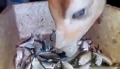 The Cow Eat Fishes