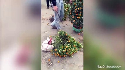 Cảnh tượng buồn: Không bán hết hàng, tiểu thương tự tay chặt cây, đập chậu bông vứt vào thùng rác