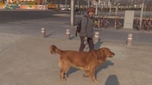 El Año del Perro, una oportunidad para los derechos de los canes en China
