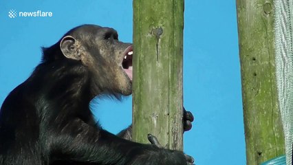 Zoo animals enjoy the UK snow