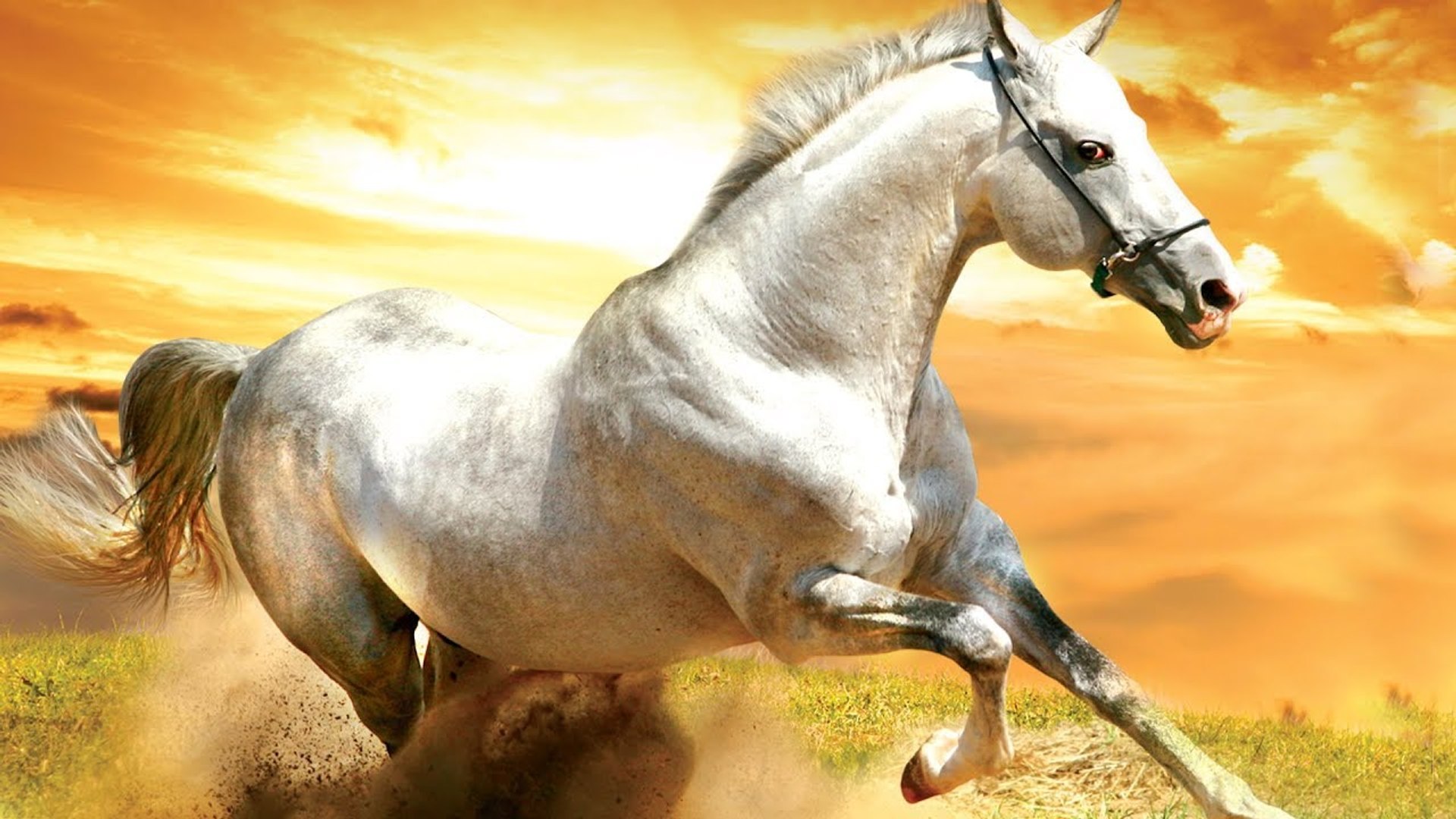 L homme Qui Murmurait à L oreille Des Chevaux Streaming Vf Gratuit Tornado, Cheval du Désert - Film COMPLET en Français - Vidéo Dailymotion