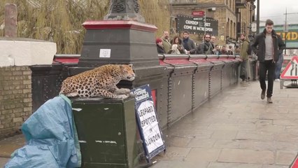 LEOPARD PRANK! CAMDEN TOWN