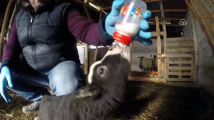 Romanov cinsi koyunlar Iğdır'da üretilmeye başlandı - IĞDIR