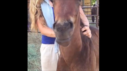Un poulain tellement heureux de se faire caresser qu'il en sourit