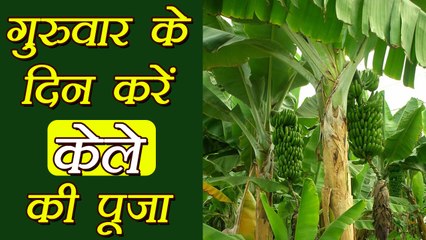 Banana Tree: केले के पेड़ का भगवान विष्णु से क्या है नाता, क्यूँ होती है गुरुवार को पूजा | Boldsky