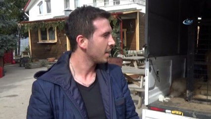 Köye bırakılan onlarca köpek vatandaşların korkulu rüyası oldu