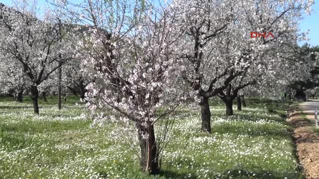 Muğla Badem Üretici Danışmanlık Hizmeti ve Maddi Destek Bekliyor