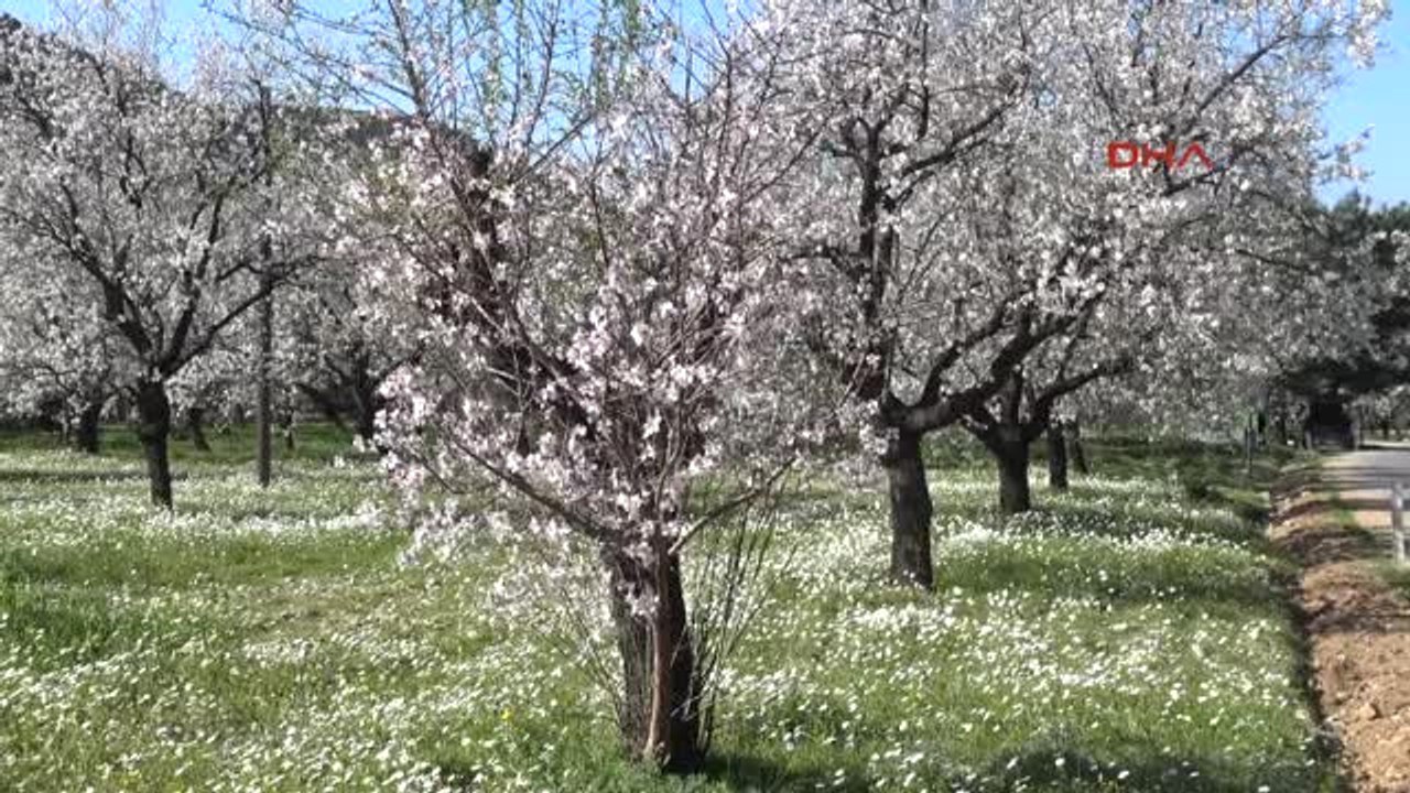 Muğla Badem Üretici Danışmanlık Hizmeti ve Maddi Destek Bekliyor