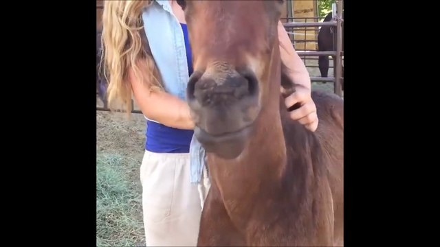 Quand ton poulain se met à sourire tellement il kiffe son massage