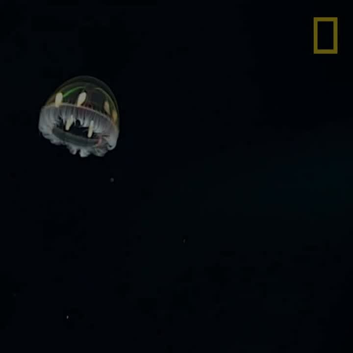 "Cosmic" Jellyfish