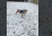 Playful Dog Loves Snow