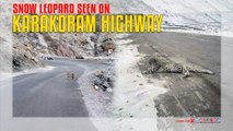 Snow Leopard Seen On Karakoram Highway