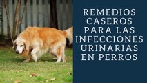 Remedios Caseros Para Las Infecciones Urinarias En Perros