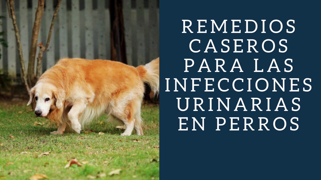 Remedios Caseros Para Las Infecciones Urinarias En Perros