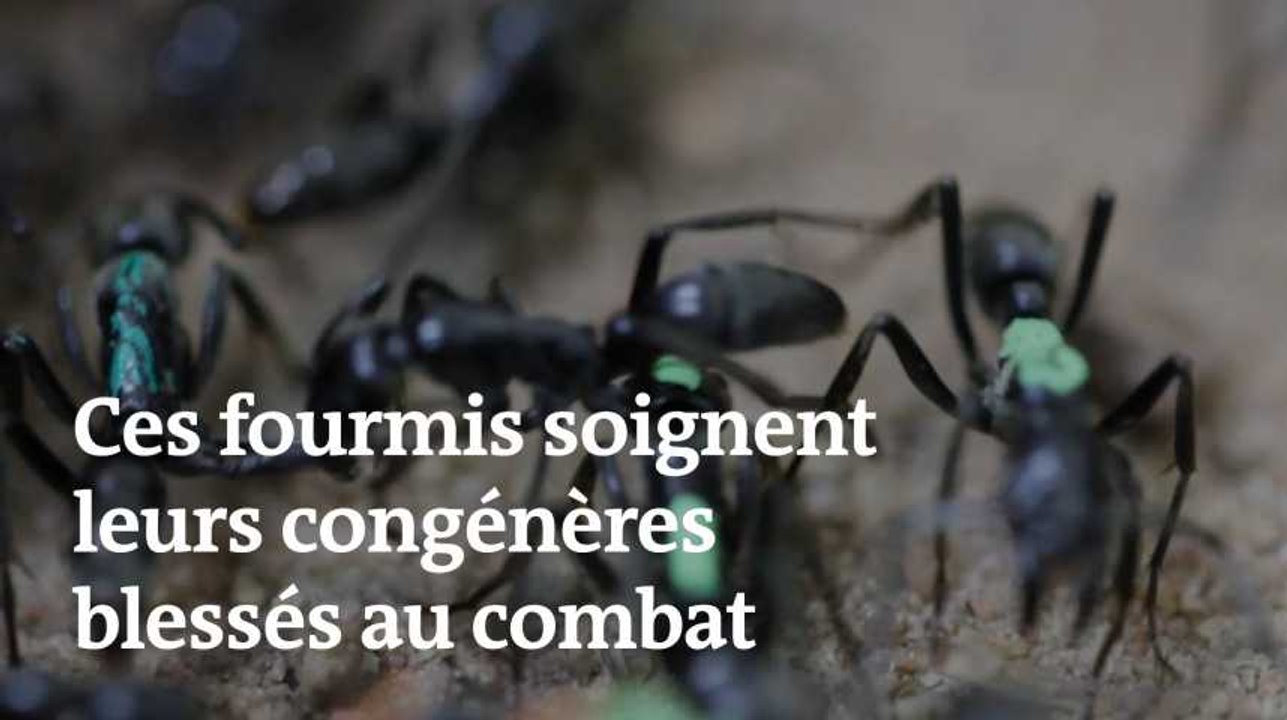 Des fourmis parviennent à soigner leurs congénères blessés au combat