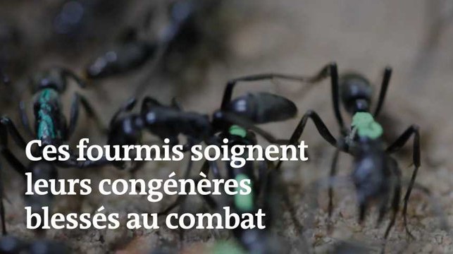 Des fourmis parviennent à soigner leurs congénères blessés au combat