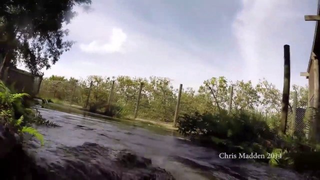 Un crocodile embarque une GoPro entre ses dents! Petit film de vacances