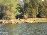 Female Asian elephant, Nagarhole National Park, India