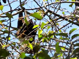 Flying Foxes