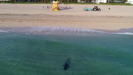 Un drone filme un requin qui passe près de nageurs... omg