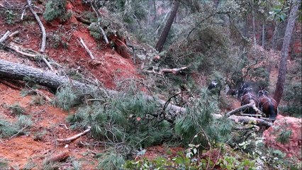 Coupe de bois dans les ocres