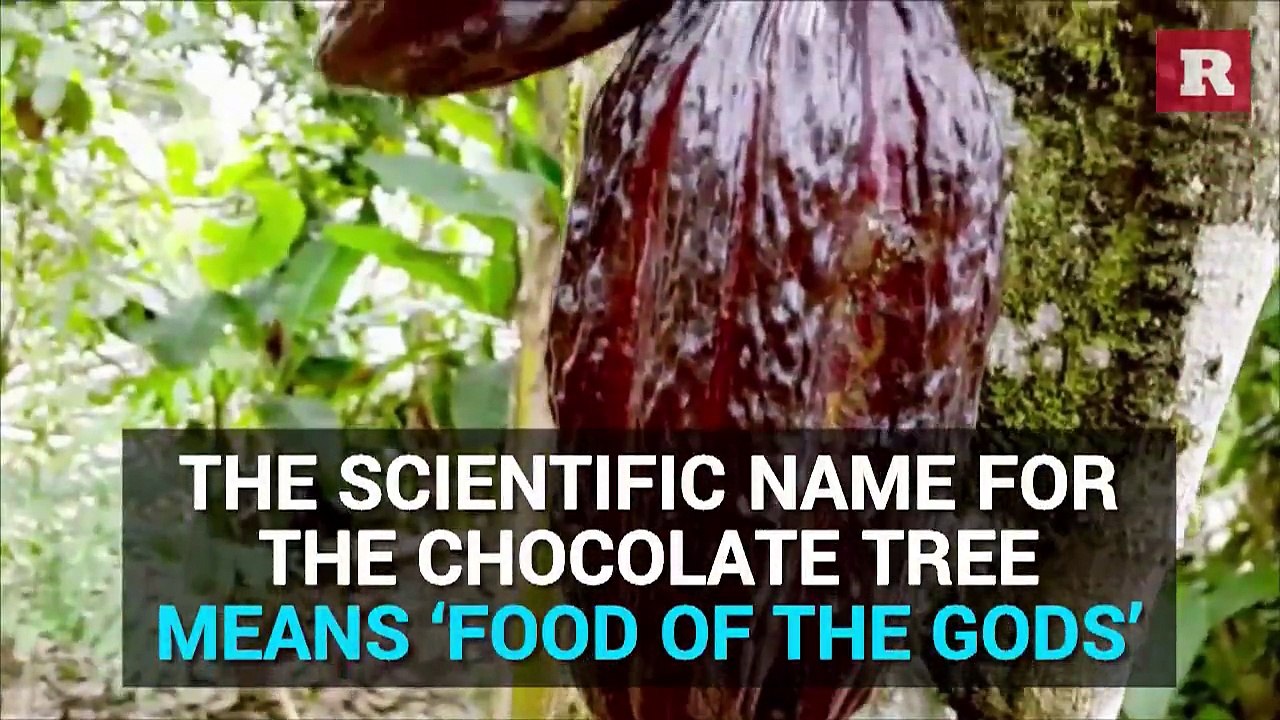 Things You Don't Know About Chocolate | Rare Life