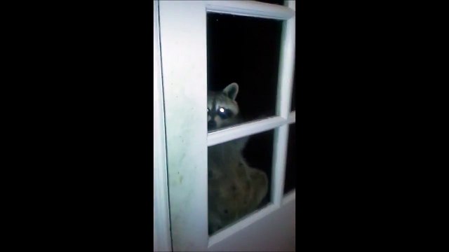 Ce raton laveur est effrayant à la fenêtre de cette maison !