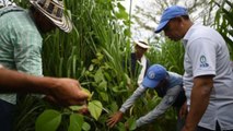 FAO debatirá desde Jamaica como acelerar lucha contra el hambre en Latinoamérica