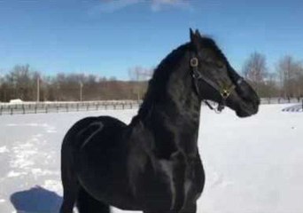 Beautiful Stallion Can't Get Enough of the Snow