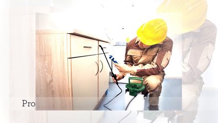 Pest Control Boston King