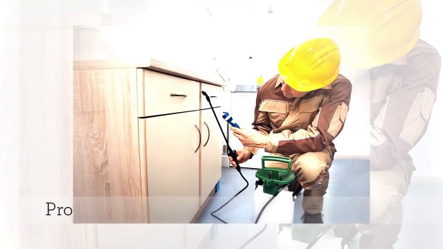 Pest Control Boston King