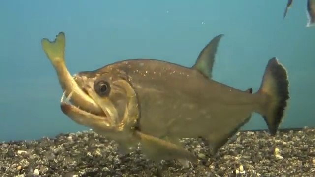 Ce poisson vampire avale une truite dans son aquarium... Impressionnant