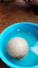 Voilà comment les poissons globes se défendent... Puffer fish