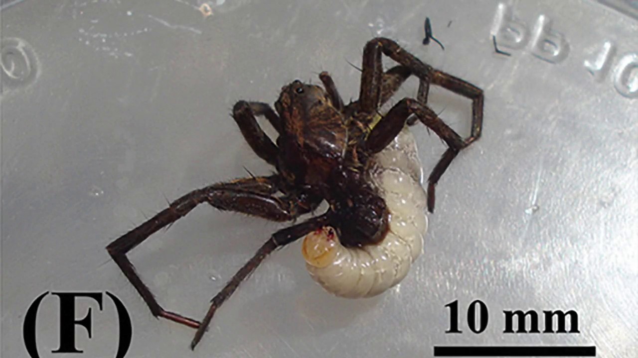 Cette araignée loup va etre dévorée à petit feu par une larve de guêpe parasite