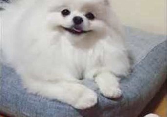 Pomeranian Smiles Like Nothing Else Matters